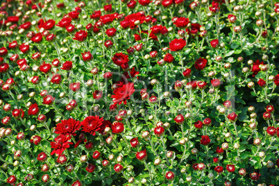 Many small red flowers