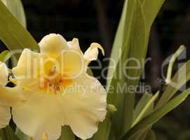 Yellow pansy orchid Miltoniopsis