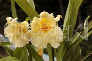 Yellow pansy orchid Miltoniopsis