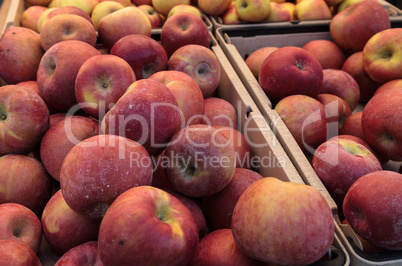 Bushel of green and red apples