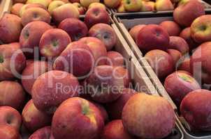 Bushel of green and red apples