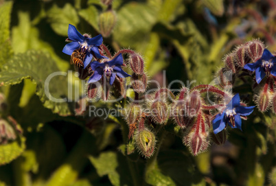 Blue starflower known as Borage officinalis attracts honeybees A