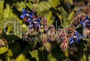 Blue starflower known as Borage officinalis attracts honeybees A