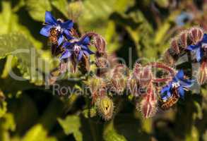 Blue starflower known as Borage officinalis attracts honeybees