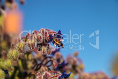 Blue starflower known as Borage officinalis attracts honeybees A