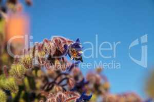 Blue starflower known as Borage officinalis attracts honeybees A