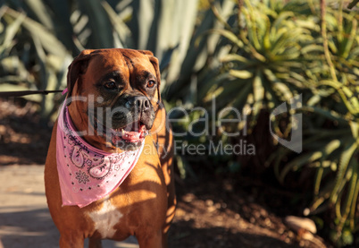 Friendly Boxer dog with a bandana on at the local dog park