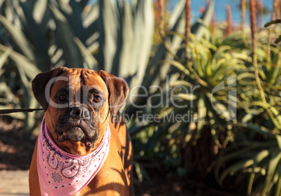 Friendly Boxer dog with a bandana on at the local dog park