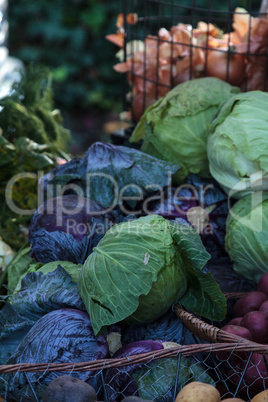 Purple and green cabbages at an organic farmer?s market in win