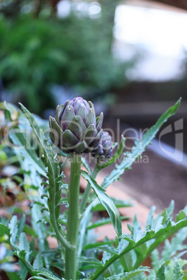 Green and purple artichoke Cynara