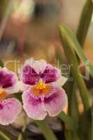 pansy orchid Miltoniopsis