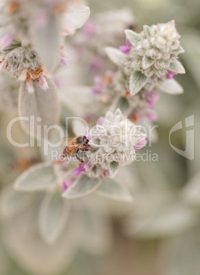 Honeybee, Apis mellifera