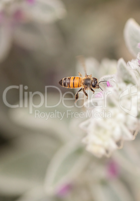 Honeybee, Apis mellifera