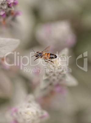 Honeybee, Apis mellifera