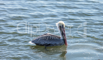 Brown pelican, Pelecanus occidentalis