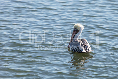 Brown pelican, Pelecanus occidentalis