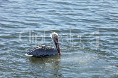 Brown pelican, Pelecanus occidentalis