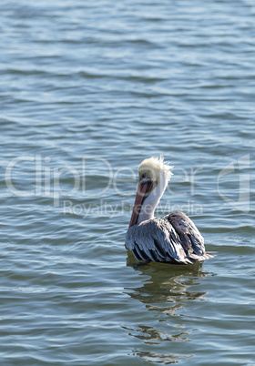Brown pelican, Pelecanus occidentalis