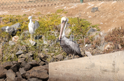 Brown pelican, Pelecanus occidentalis