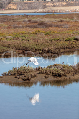 Great egret bird, Ardea alba