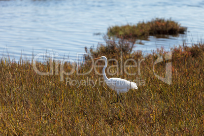 Great egret bird, Ardea alba