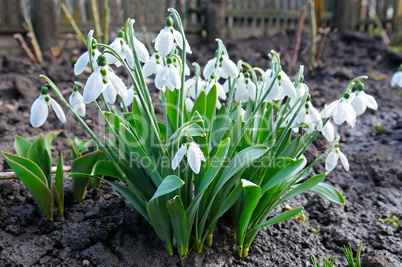 Spring snowdrop flowers against a background of black soil.