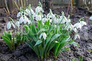 Spring snowdrop flowers against a background of black soil.