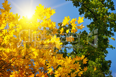 tree branches and yellow autumn leaves against the blue sky and