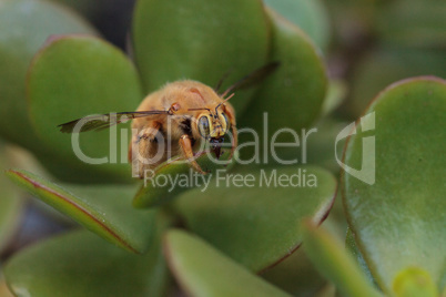 Gold colored male valley carpenter bee