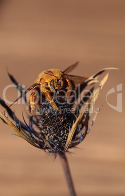 Gold colored male valley carpenter bee