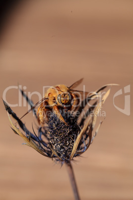 Gold colored male valley carpenter bee