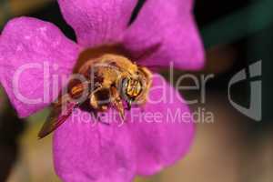 Gold colored male valley carpenter bee