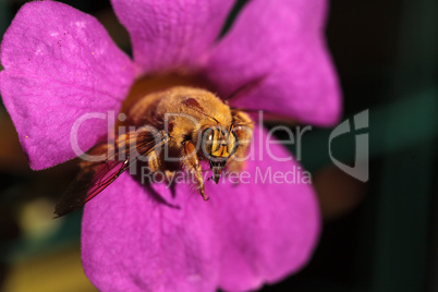 Gold colored male valley carpenter bee