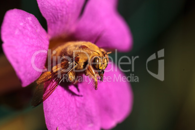 Gold colored male valley carpenter bee