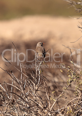 White crowned sparrow, Zonotrichia leucophrys