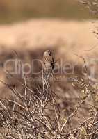 White crowned sparrow, Zonotrichia leucophrys