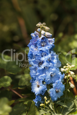 Delphinium blue bird flowers