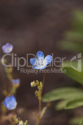 Blue Nemophila Baby Blue Eyes flower Nemophila menziesii