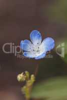 Blue Nemophila Baby Blue Eyes flower Nemophila menziesii