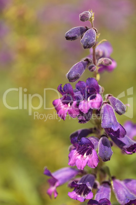 Purple flowers of Salvia farinacea Texas Violet