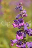 Purple flowers of Salvia farinacea Texas Violet
