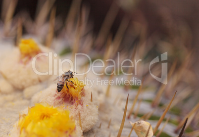 Honeybee, Apis mellifera