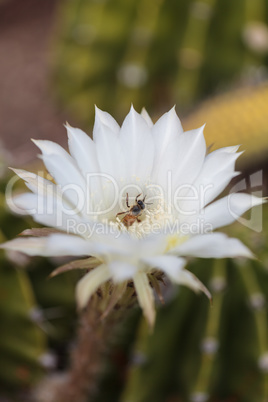Honeybee, Apis mellifera