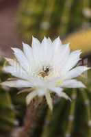 Honeybee, Apis mellifera