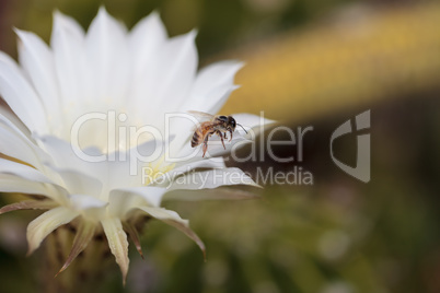 Honeybee, Apis mellifera