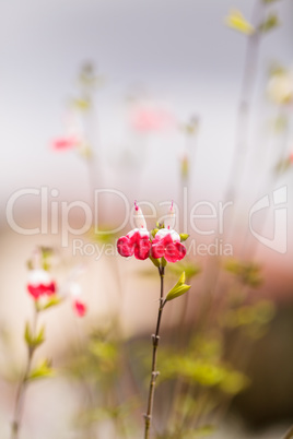 Red and white hot lips salvia flowers