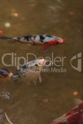 Koi fish, Cyprinus carpio haematopterus