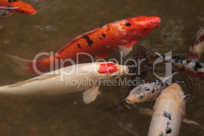 Koi fish, Cyprinus carpio haematopterus