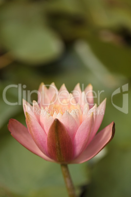 Pink water lily flower