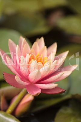 Pink water lily flower